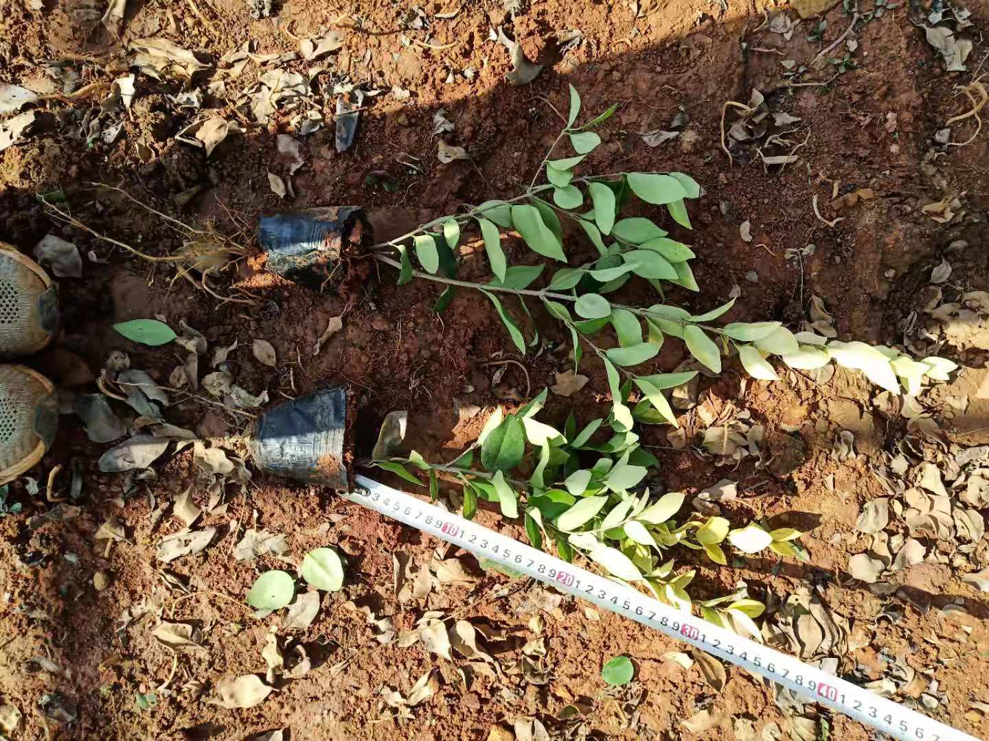 金森女貞小苗圖片/金森女貞小苗樣板圖 (3)