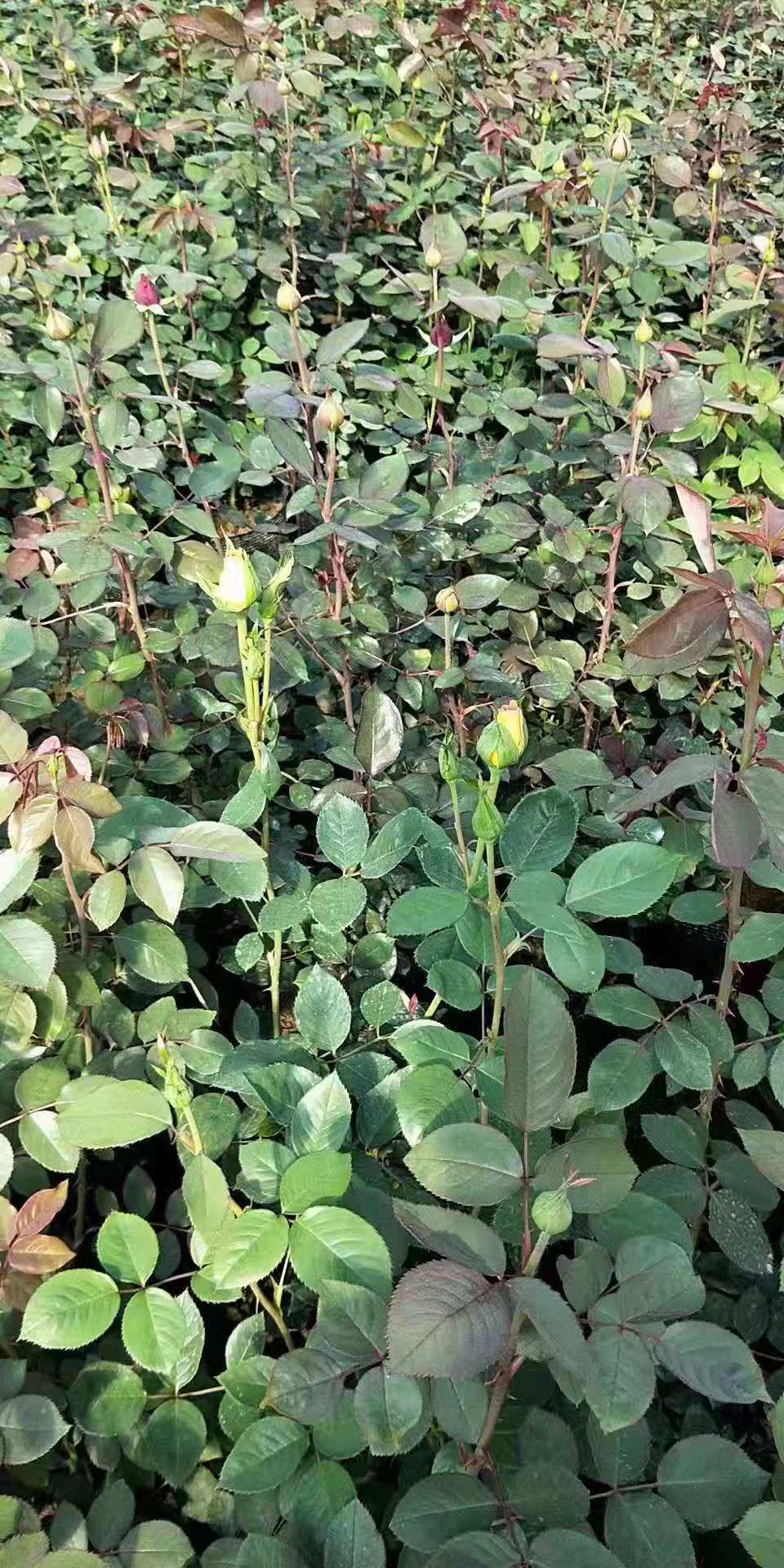 月季花圖片/月季花樣板圖 (2)