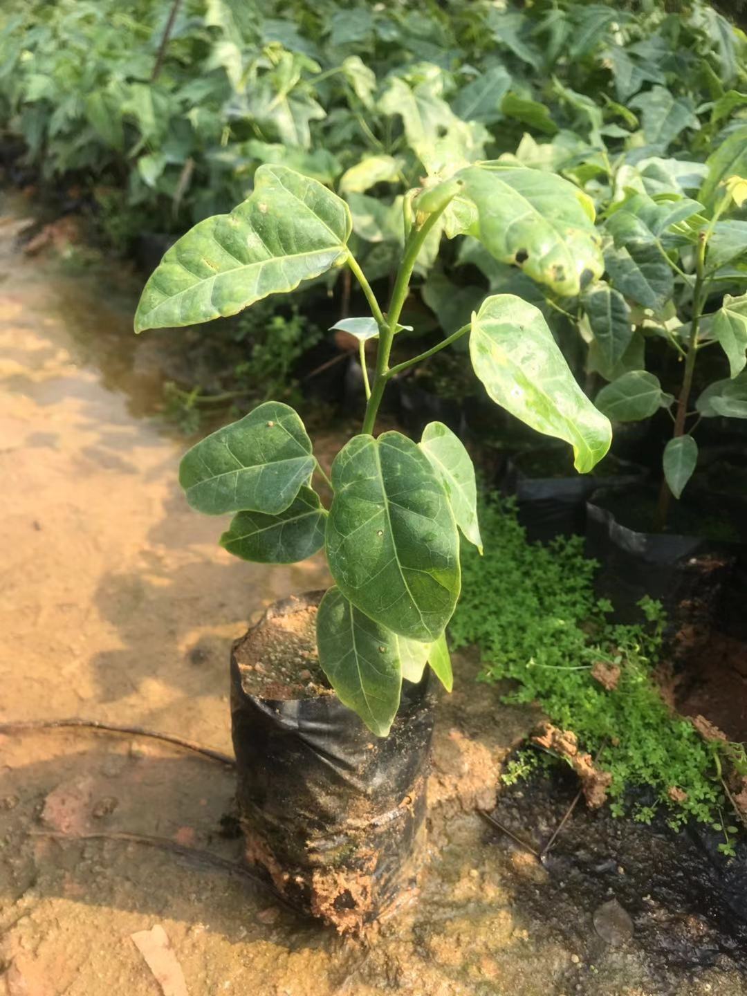 澳洲火焰圖片/澳洲火焰樣板圖 (3)