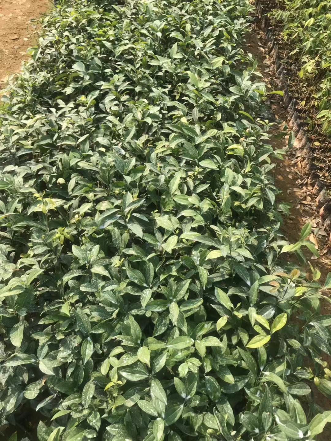 陰香圖片/陰香樣板圖 (4)