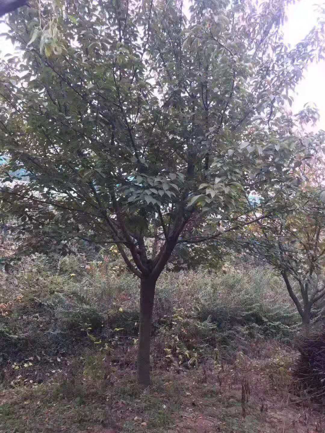 【行业小知识】邳州景观樱花树批发 景观樱花树现货供应-邳州市博琳园林景观工程有限公司