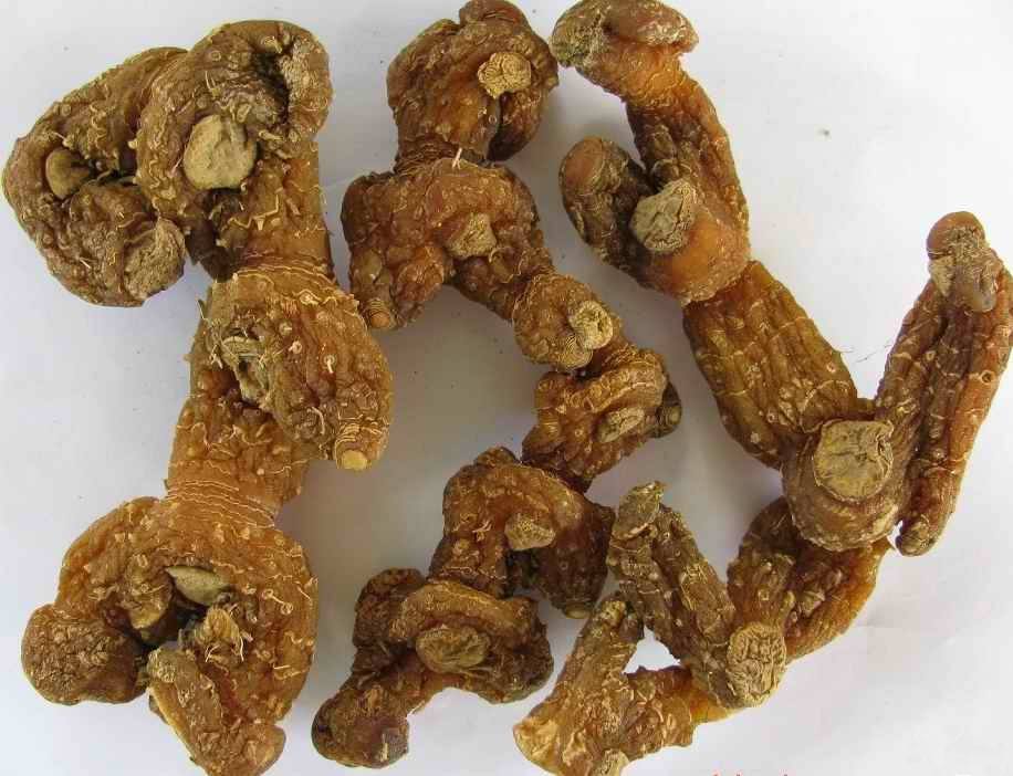 黃精圖片/黃精樣板圖 (2)