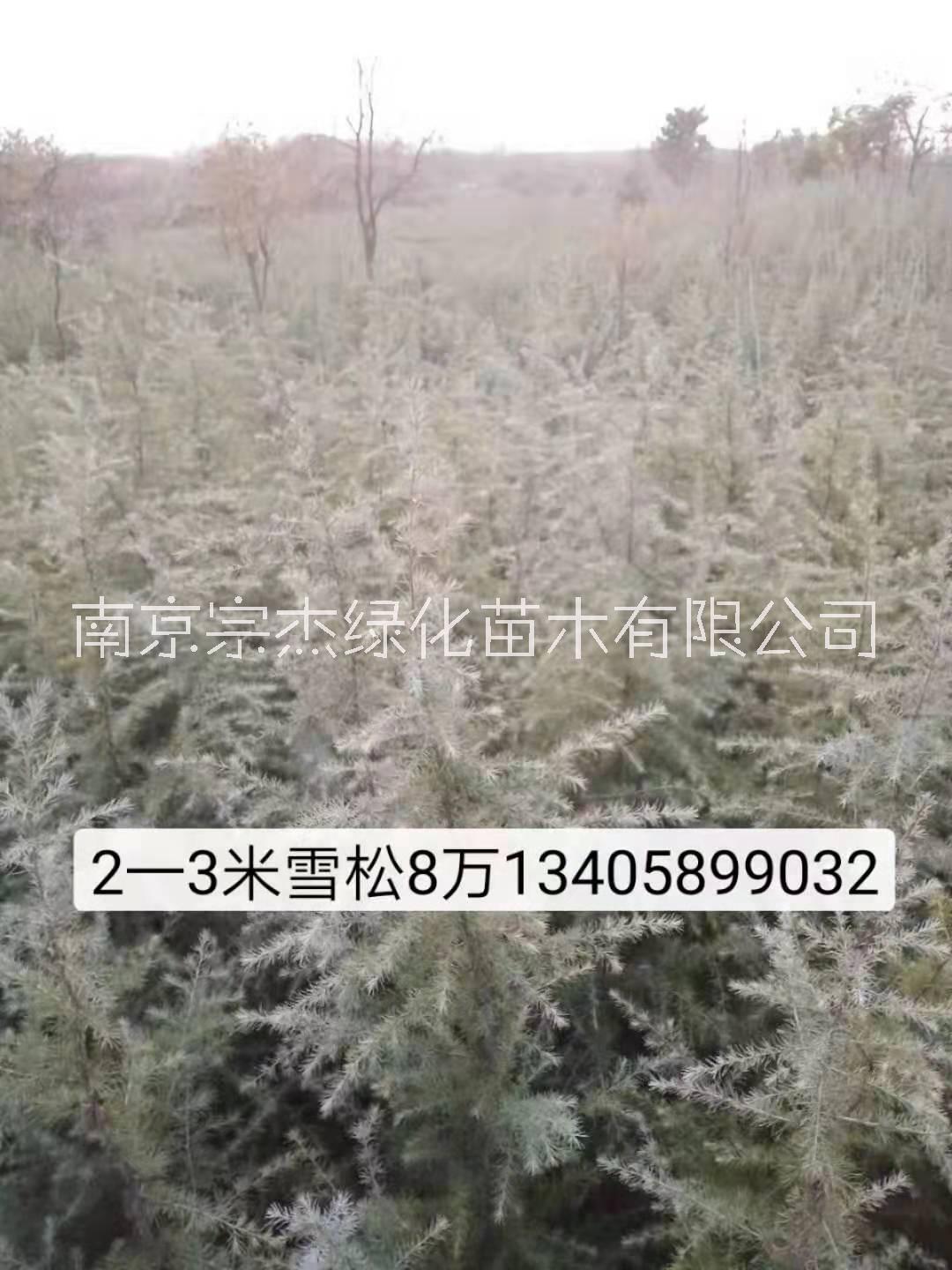 雪松石楠南京雪松石楠基地|南京宗杰雪松石楠基地|现货批发雪松石楠电话