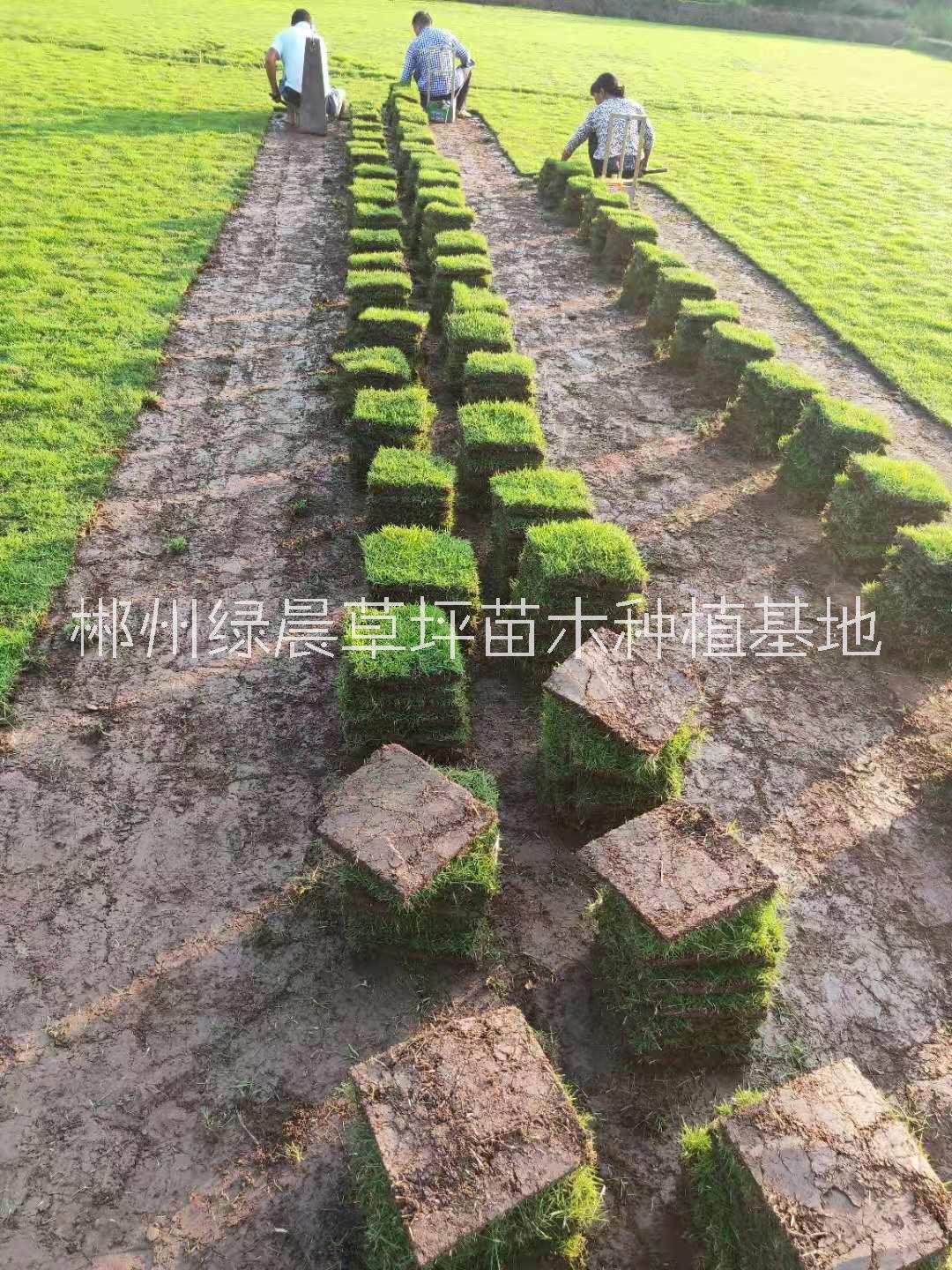 马尼拉草皮 草块 草卷 供应价格、批发、报价【郴州绿晨草坪苗木种植基地】马尼拉草坪