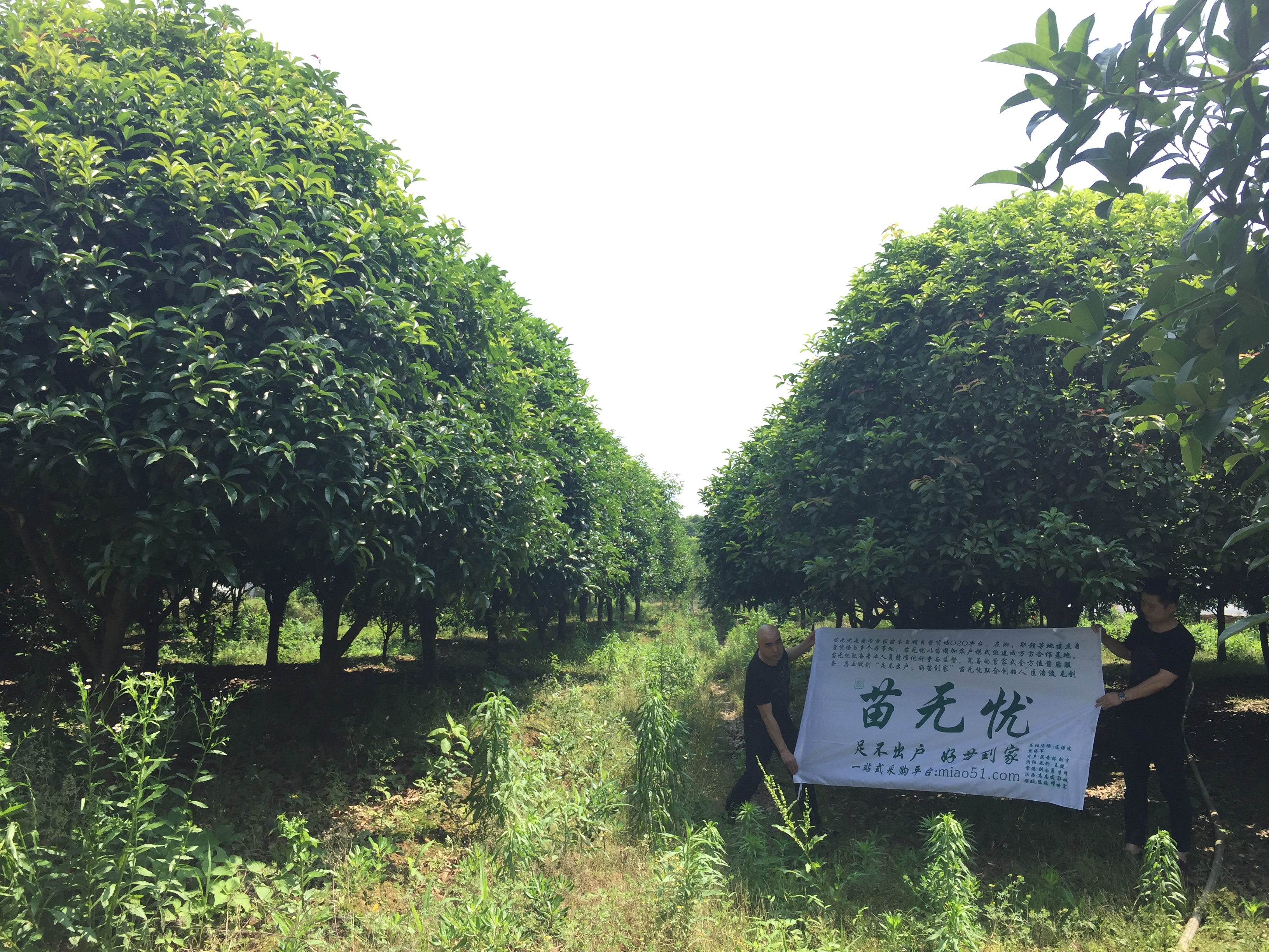 益阳市优质桂花树基地-批发-供应商-报价-电话图片