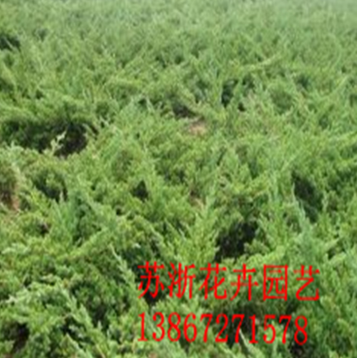 綠化工程苗圖片/綠化工程苗樣板圖 (4)