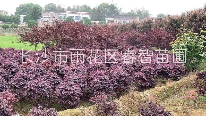 紅繼木圖片/紅繼木樣板圖 (2)