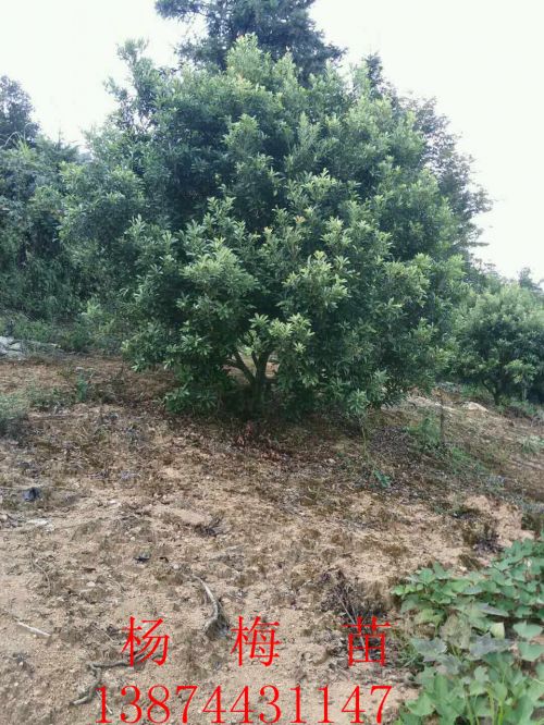 楊梅苗圖片/楊梅苗樣板圖 (3)