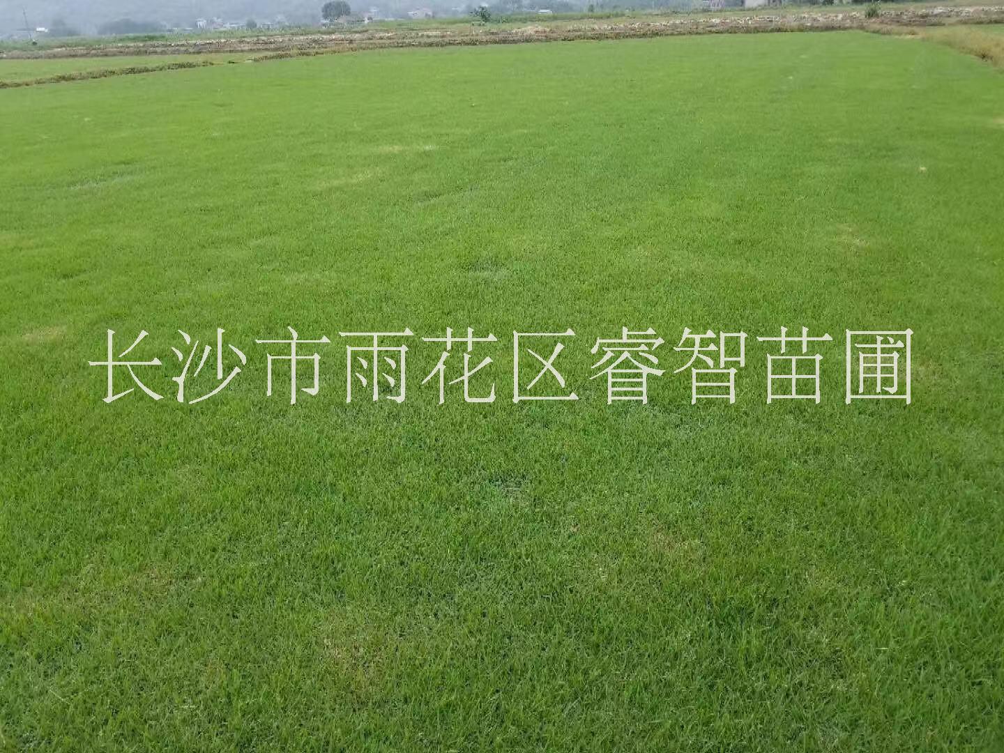 长沙市优质草皮价格 专业种植草坪 足球场专用草坪批发图片