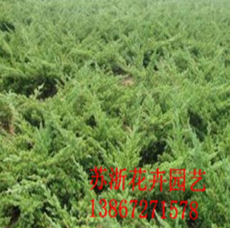 綠化工程苗圖片/綠化工程苗樣板圖 (2)