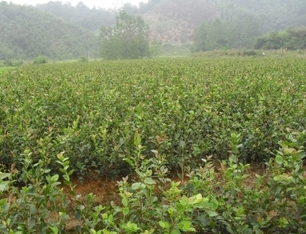 油茶苗报价 油茶苗厂家 广西油茶苗图片