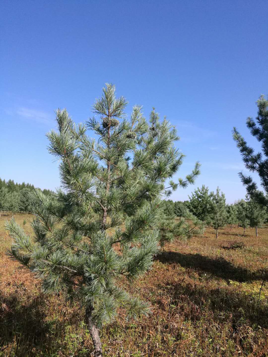 大連紅松種穗嫁接圖片/大連紅松種穗嫁接樣板圖 (3)