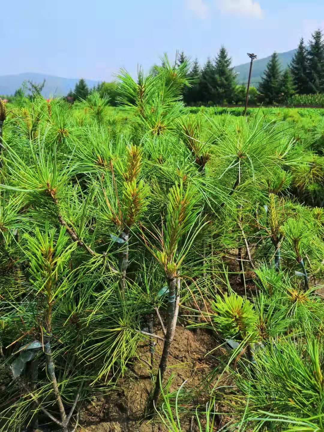 嫁接苗圖片/嫁接苗樣板圖 (1)