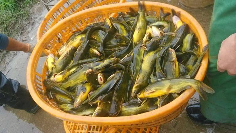 黃顙魚養(yǎng)殖圖片/黃顙魚養(yǎng)殖樣板圖 (3)