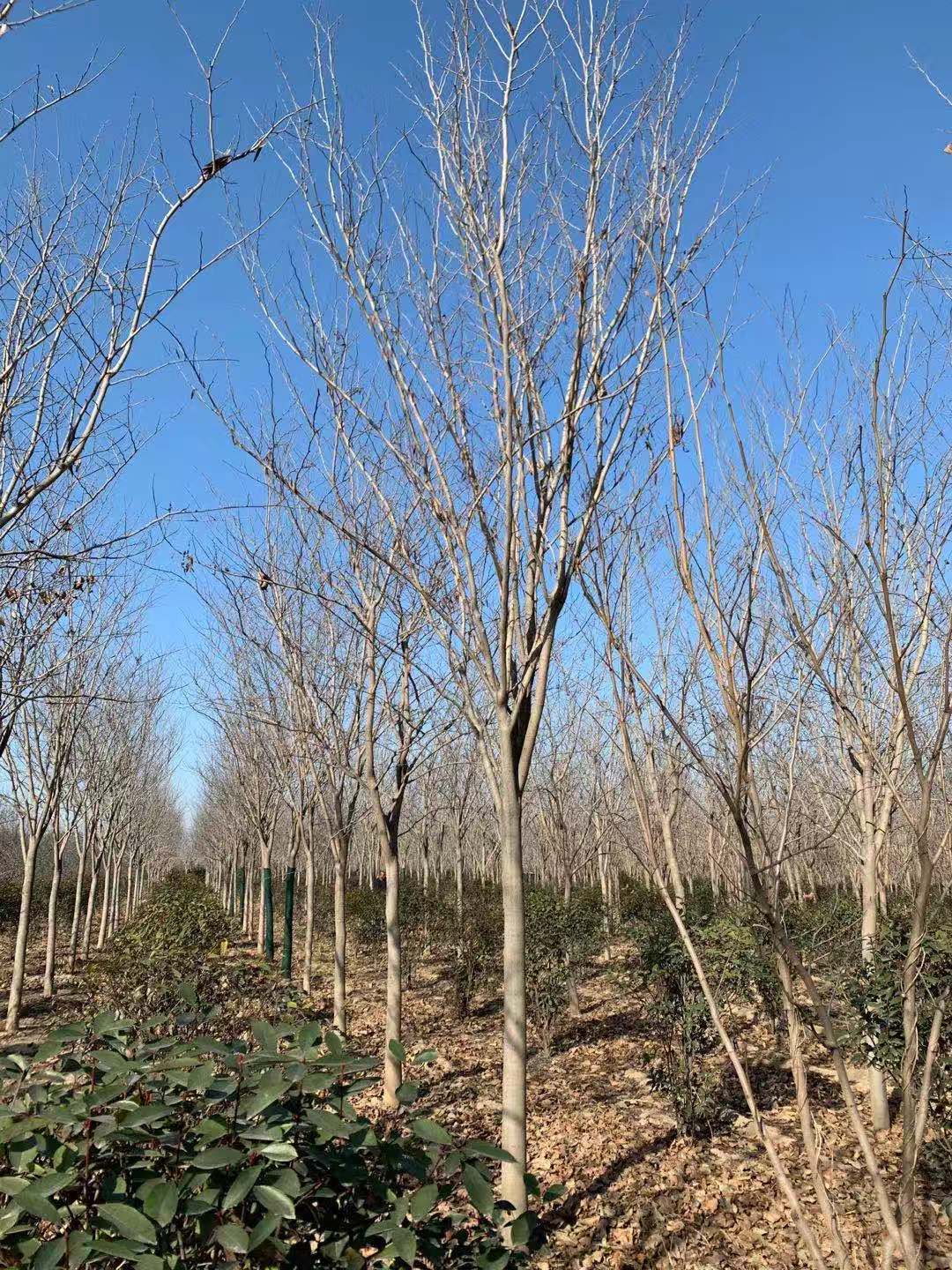 专业栽培巨紫荆树苗育苗基地电话，河南优质巨紫荆苗批发价-报价-价格，南阳巨紫荆苗种植基地 河南木瓜批发价