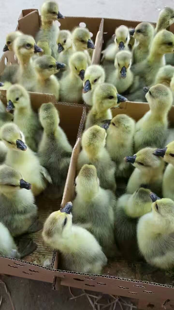 合浦鵝苗訂購圖片