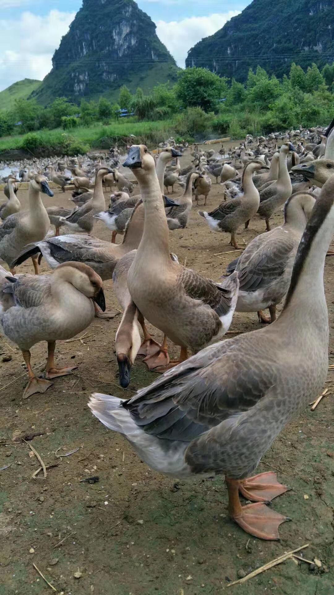 獅頭鵝圖片/獅頭鵝樣板圖 (2)