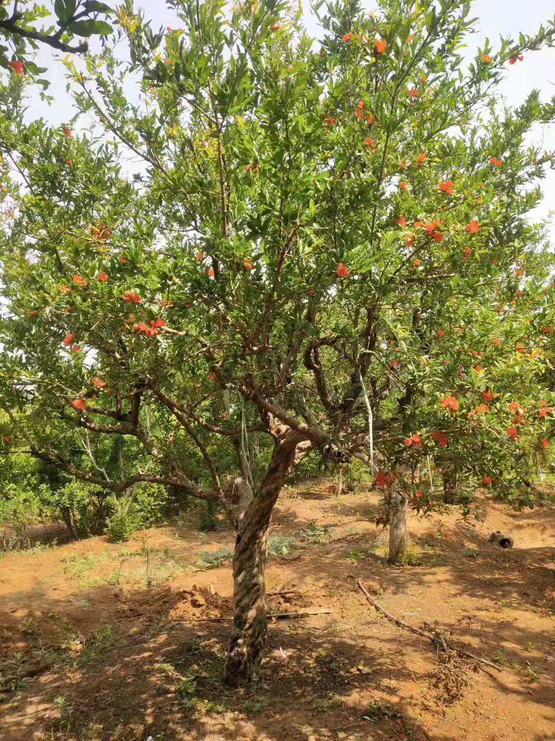 邳州1到30公分石榴圖片