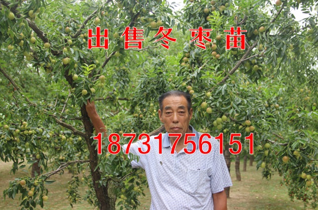 出售二代冬棗苗|沾化冬棗苗|矮化冬棗苗【廣西】