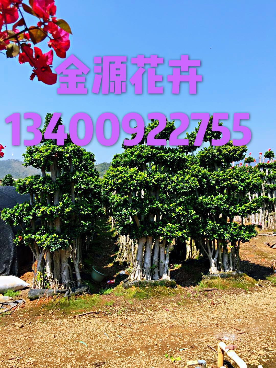 2-3米叢林金錢榕圖片/2-3米叢林金錢榕樣板圖 (2)