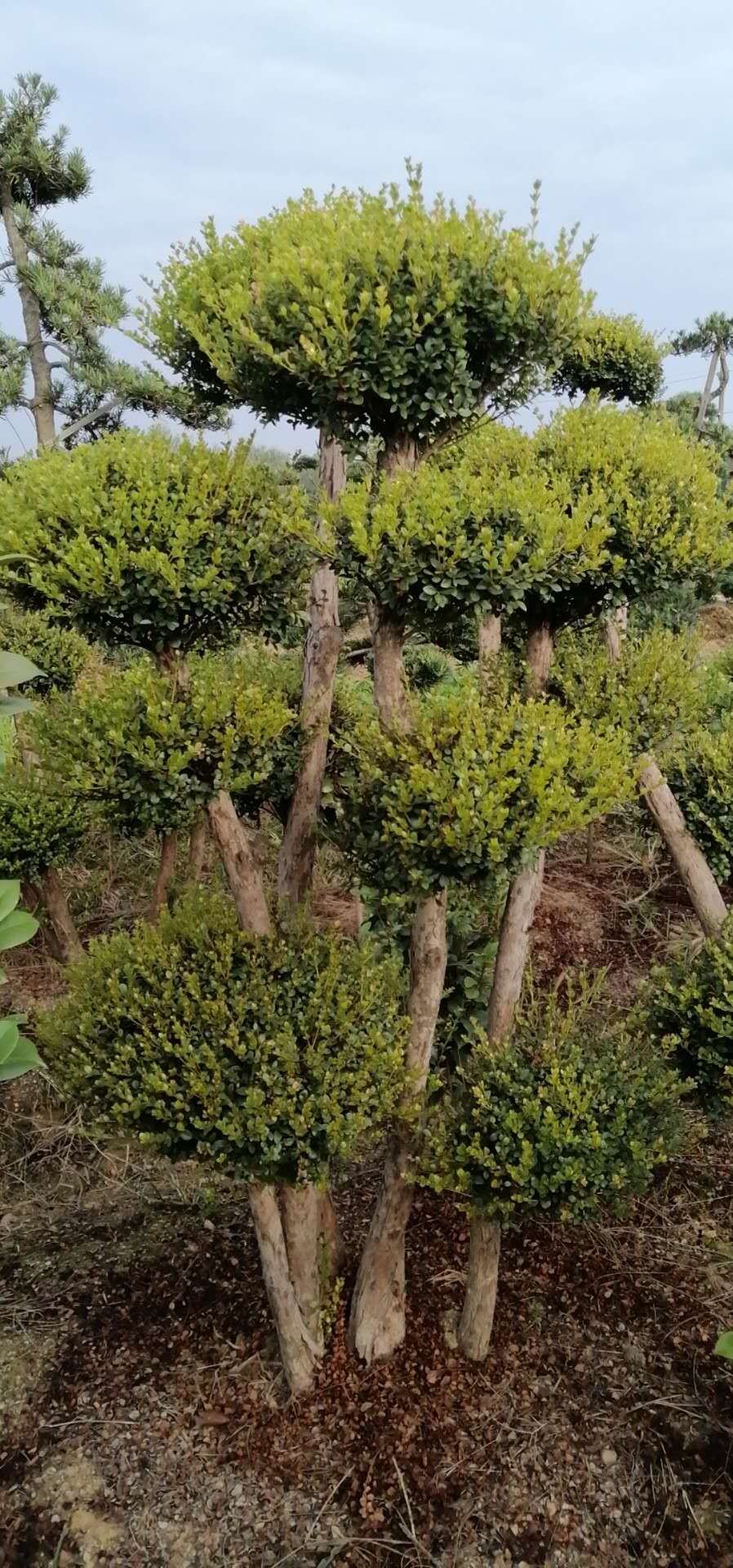 造型赤楠樁圖片/造型赤楠樁樣板圖 (1)