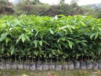 沉香苗生產(chǎn)廠家 沉香苗直銷(xiāo) 廣西沉香苗