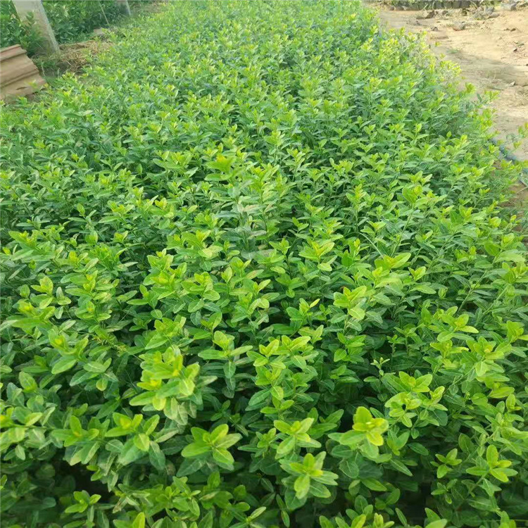 優(yōu)質(zhì)衛(wèi)矛大量出售圖片/優(yōu)質(zhì)衛(wèi)矛大量出售樣板圖 (3)