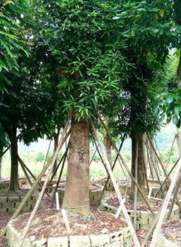 扁桃圖片/扁桃樣板圖 (4)