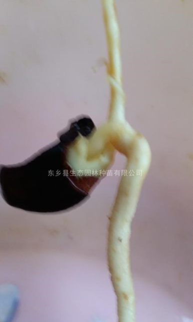 江西油茶芽苗價格、種植基地、大量供應(yīng)【撫州市東鄉(xiāng)區(qū)生態(tài)園林種苗有限公司】