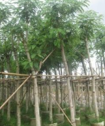 鐵刀木苗圖片/鐵刀木苗樣板圖 (3)