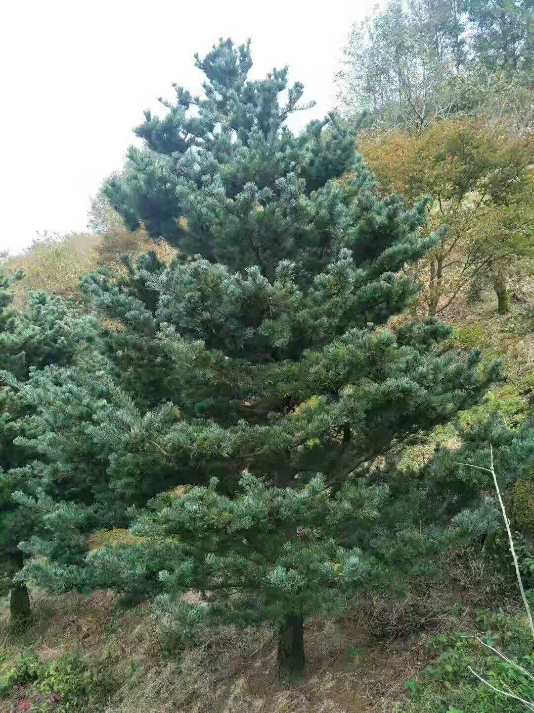 造型黑松奉化区造型黑松种植基地 黑松价格 黑松批发 黑松产地直销