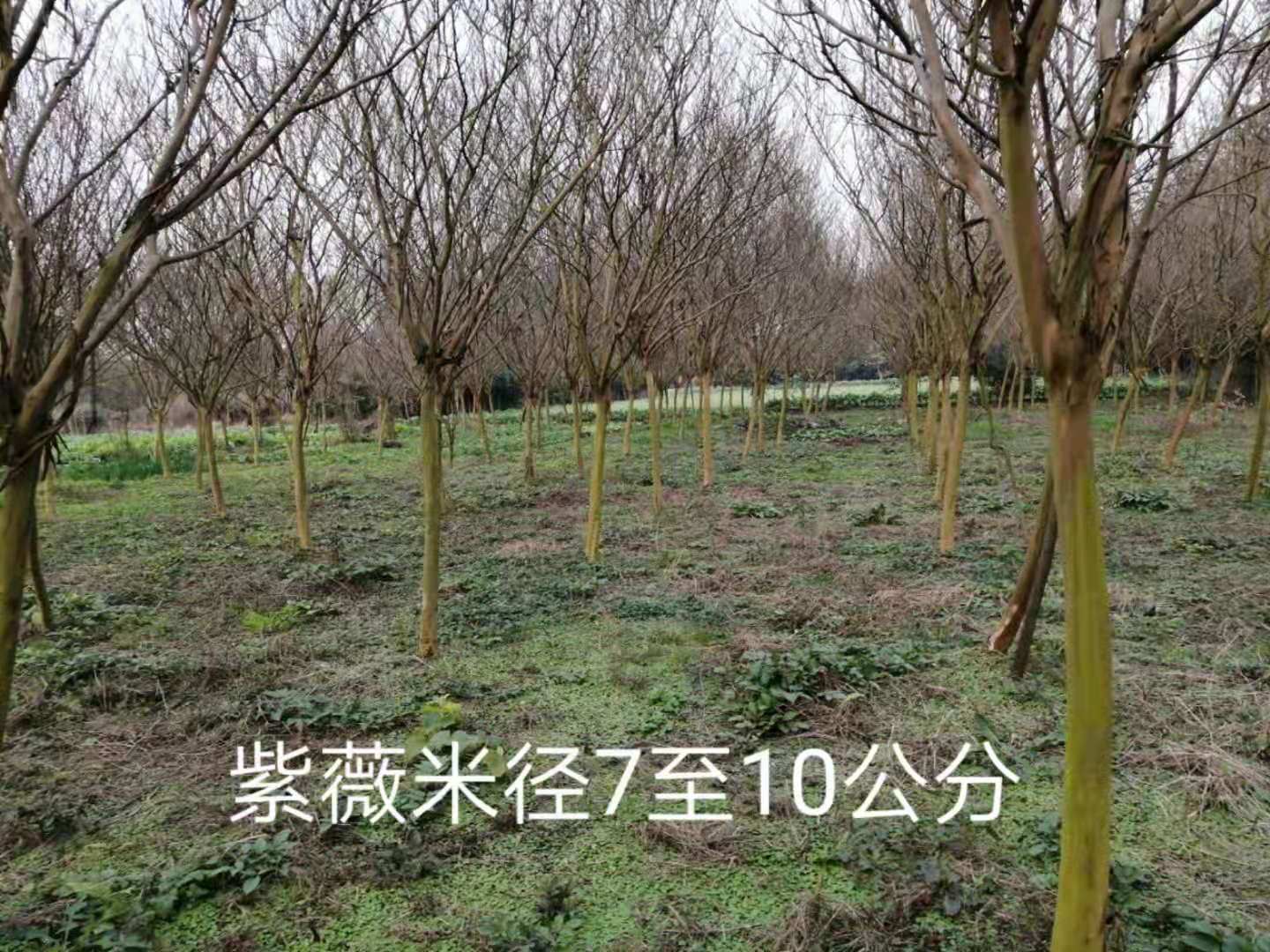 紫薇7-10公分圖片/紫薇7-10公分樣板圖 (1)