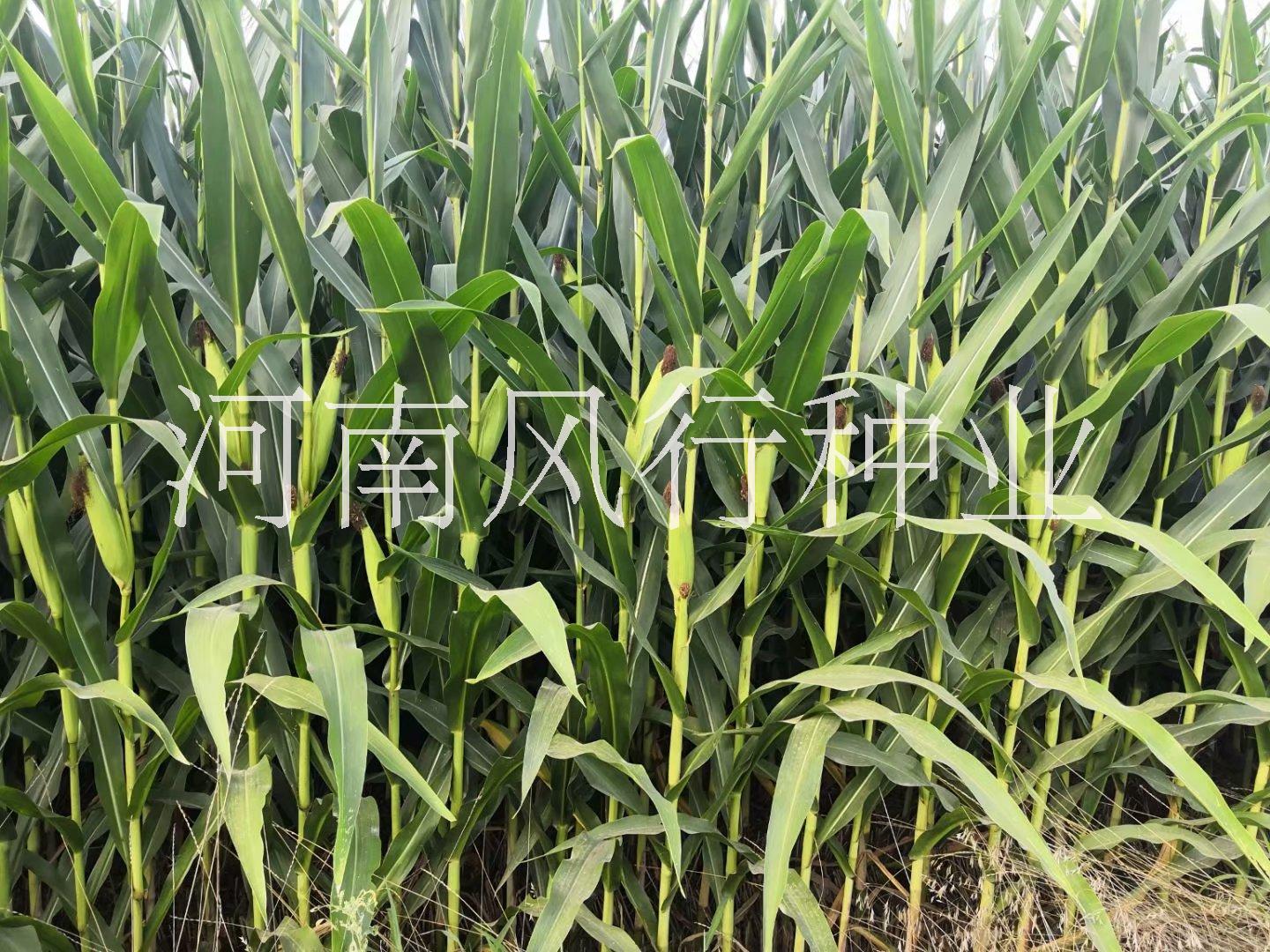 玉米種子圖片/玉米種子樣板圖 (2)