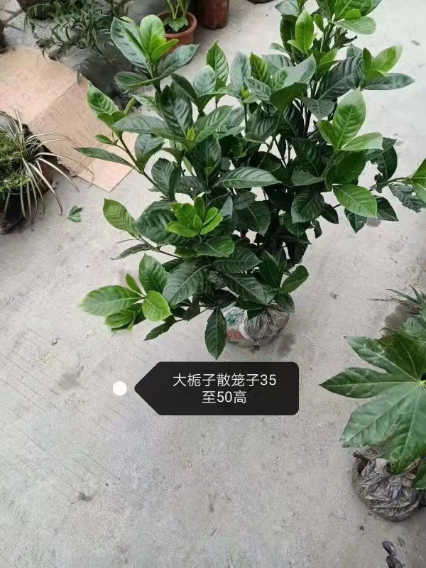 大梔子籠子35-50高圖片/大梔子籠子35-50高樣板圖 (1)