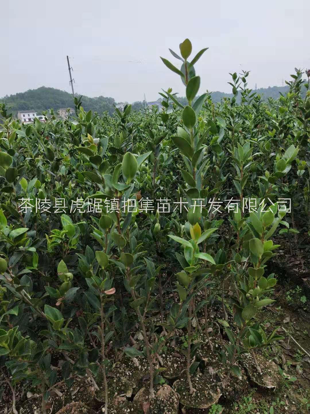 良种嫁接油茶苗、嫁接油茶苗、油茶容器苗、两年生油茶苗、轻基质油茶苗、良种油茶苗、湘林油茶苗、长林油茶苗 良种嫁接油茶苗图片