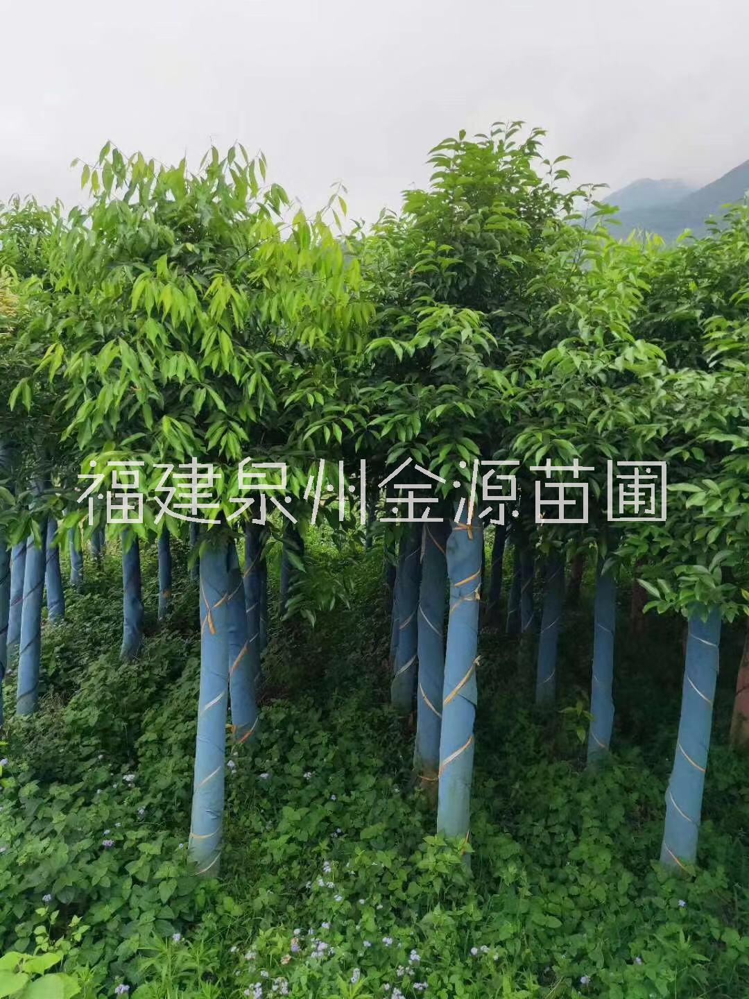 江西天竺桂工程苗种植基地，专业培育各种工程绿化苗苗场电话，江西优质天竺桂工程苗批发价/价格图片