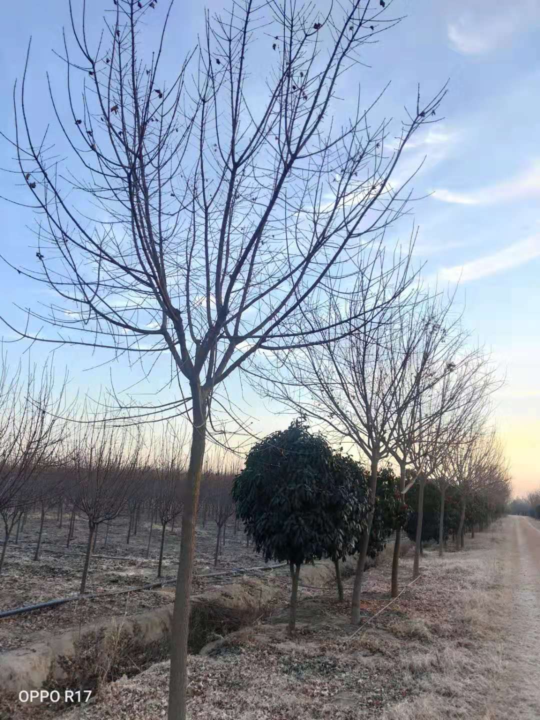 江苏五角枫小苗批发商，江苏五角枫小苗种植基地，江苏五角枫小苗批发价格