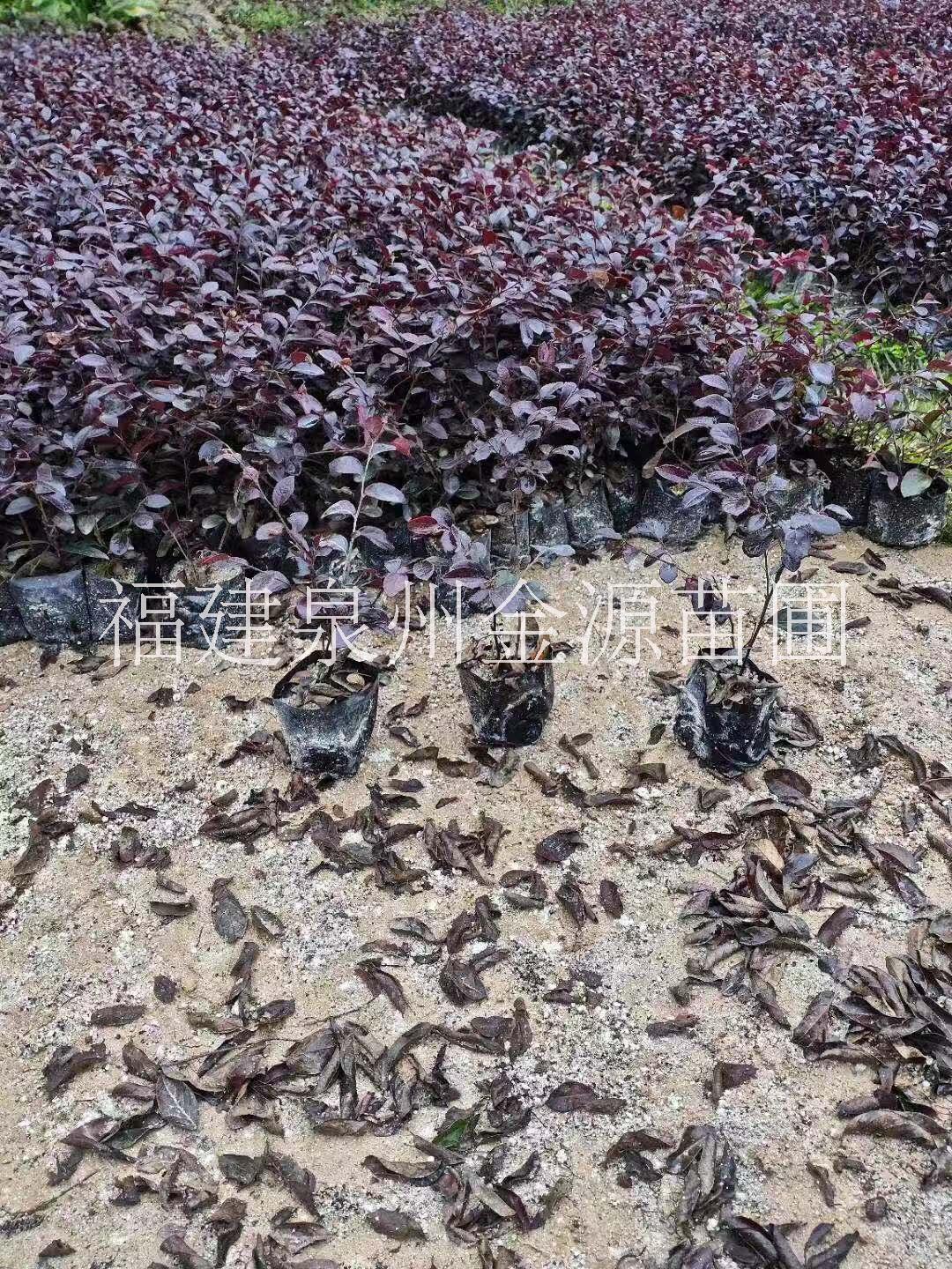 紅花繼木圖片/紅花繼木樣板圖 (2)