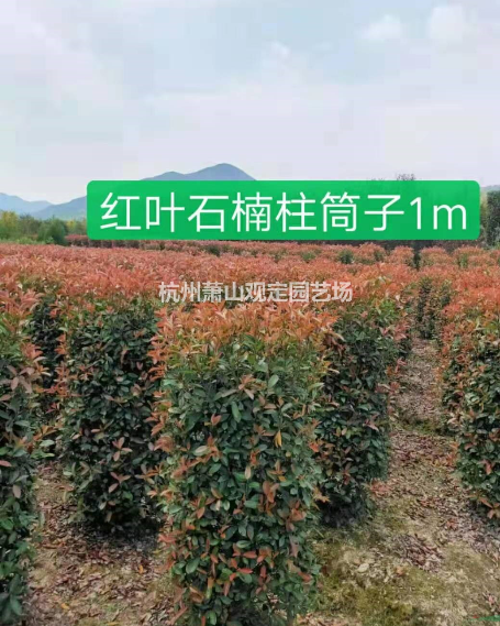 浙江杭州紅葉石楠柱子基地-2020浙江杭州紅葉石楠柱子批發(fā)價格-優(yōu)質(zhì)供應(yīng)商