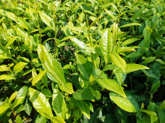 茶葉苗圖片/茶葉苗樣板圖 (2)