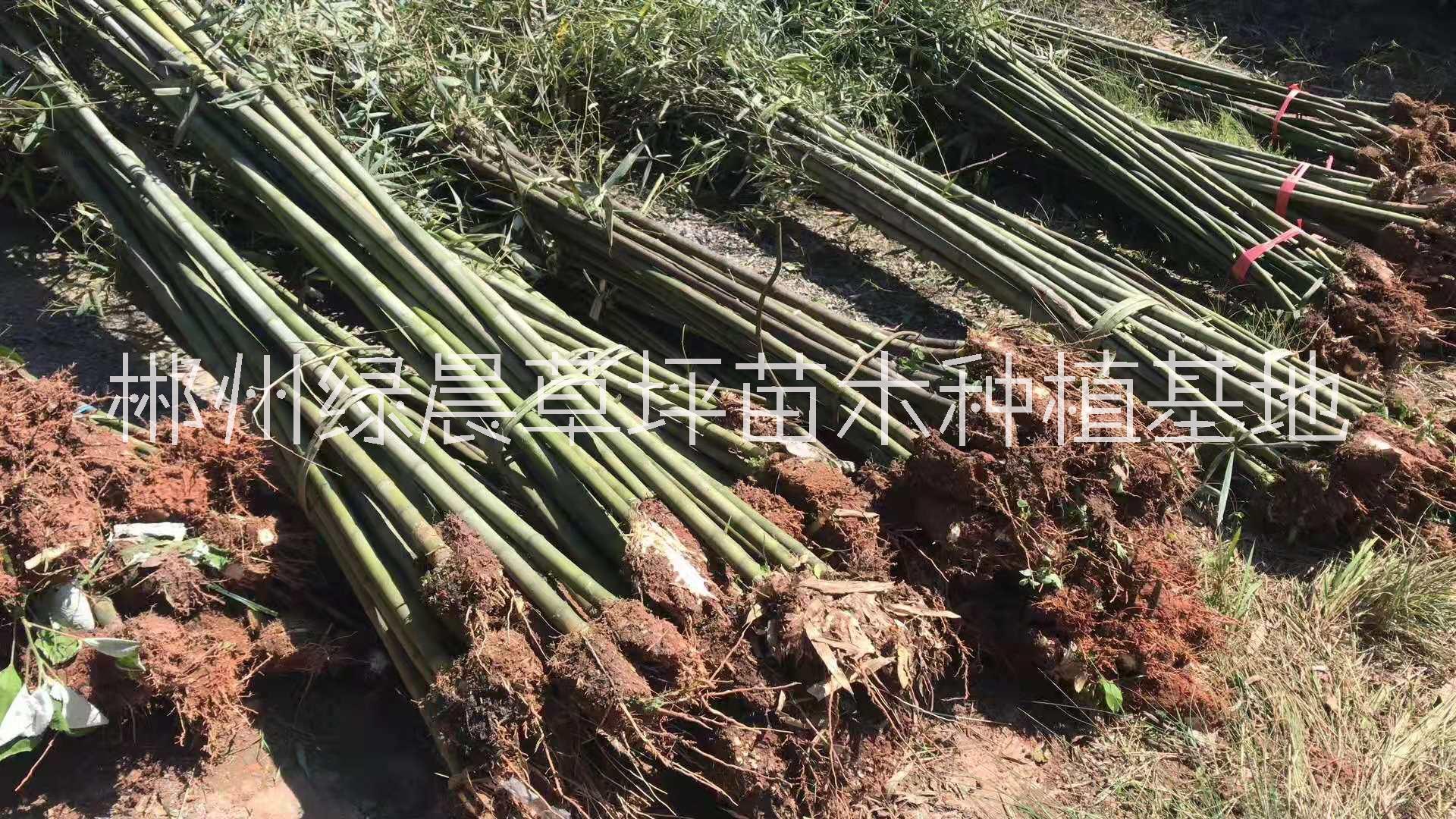 刚竹供应价格、价钱、种植基地【郴州绿晨草坪苗木种植基地】图片