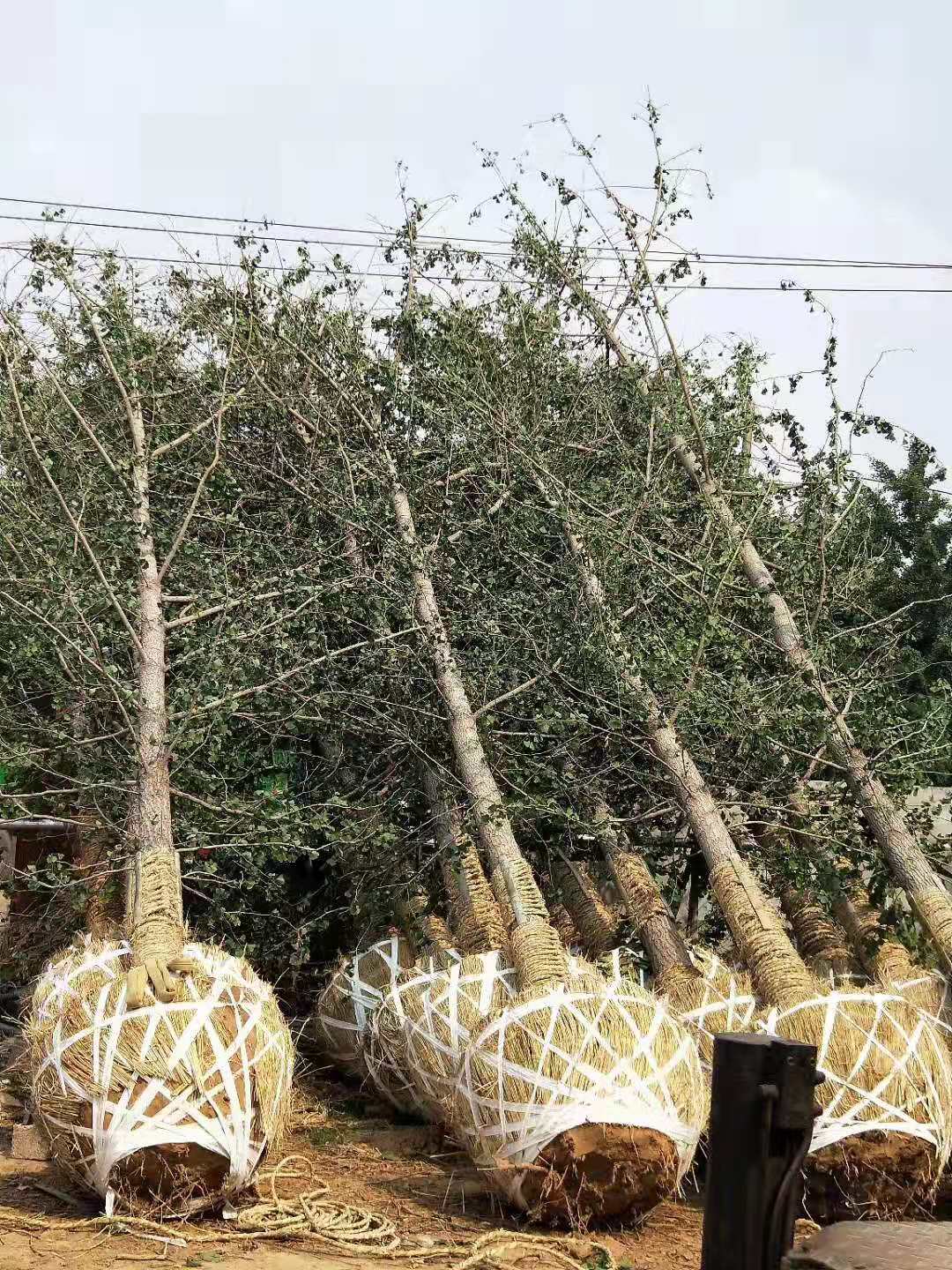 江苏银杏树批发价种植基地【邳州市鸿泰银杏树购销部】