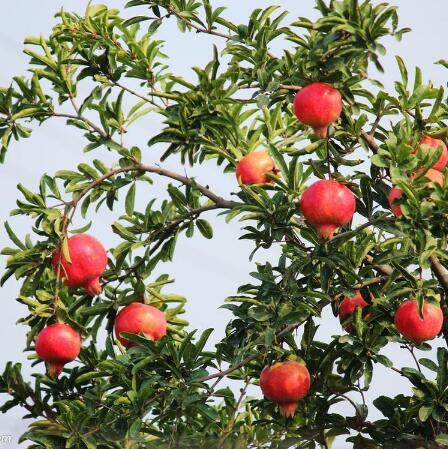 河南石榴樹苗圖片