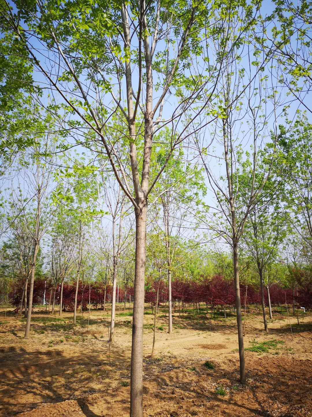 菏澤白蠟基地圖片