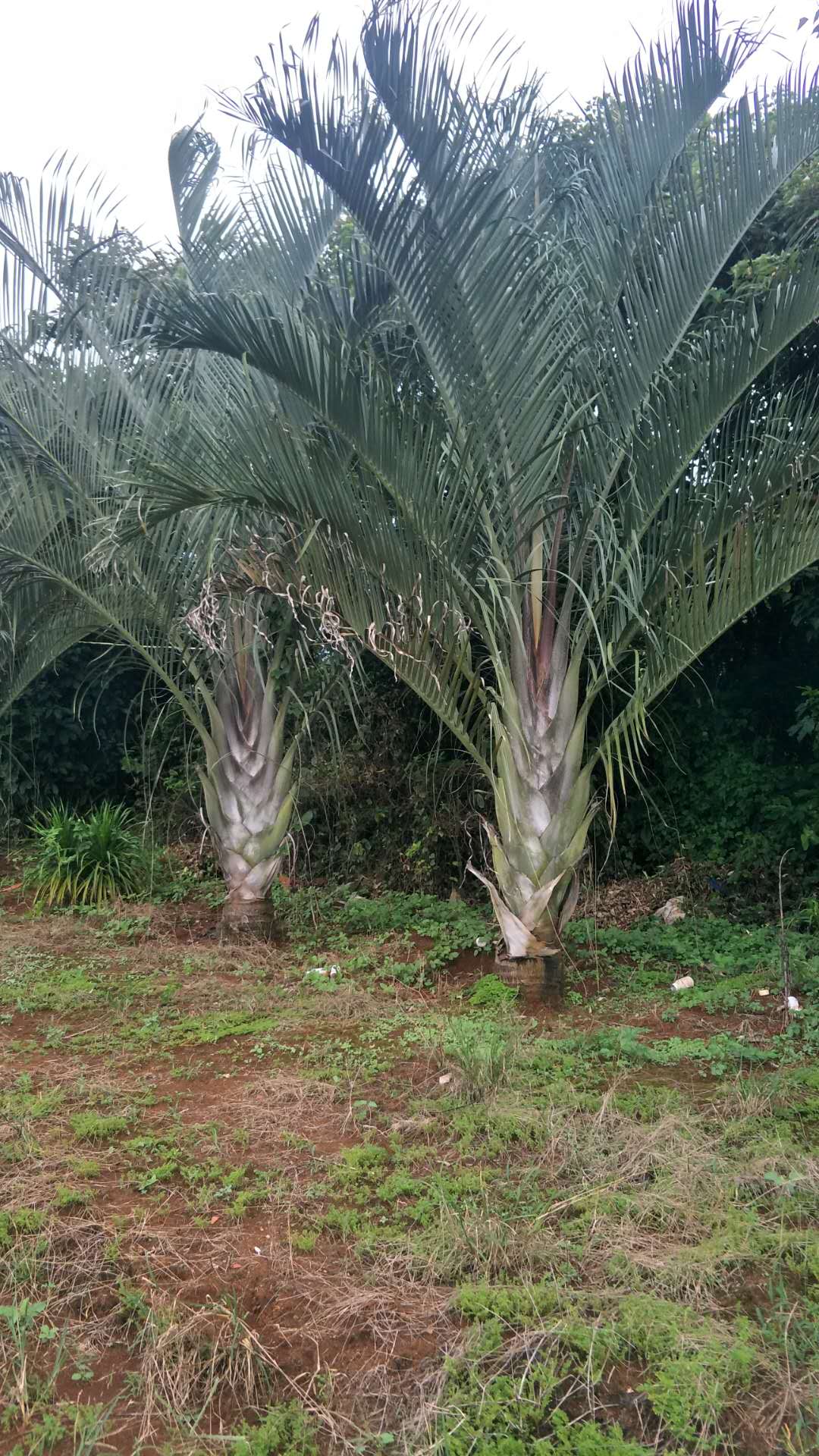 海南海口三角椰子基地圖片