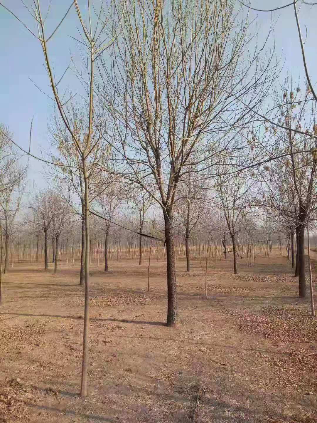 山東濟寧白蠟價格_白蠟基地_白蠟-【山東濟寧金彪園林種植基地】