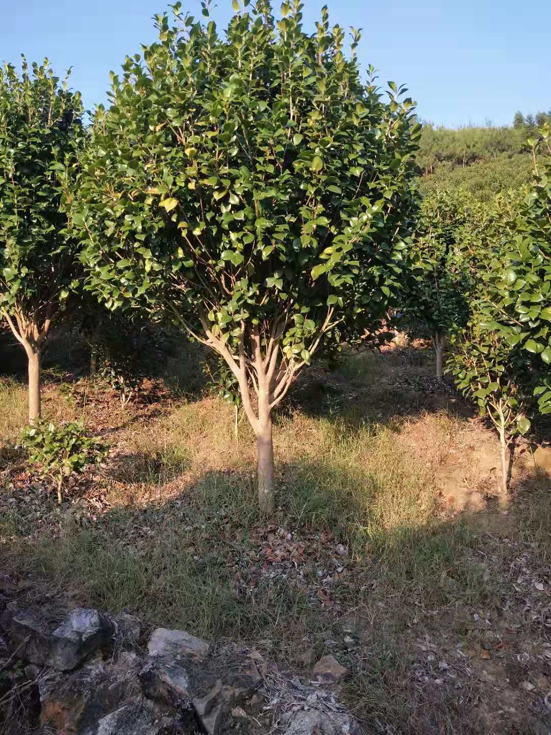 超级漂亮茶花图片