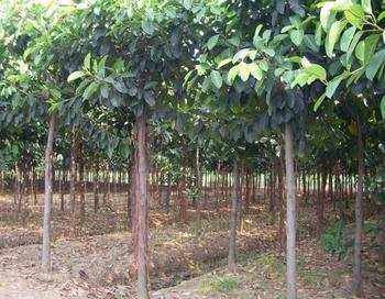 供應(yīng)廣西小葉榕和大葉榕基地 高山榕和小葉榕苗二區(qū)