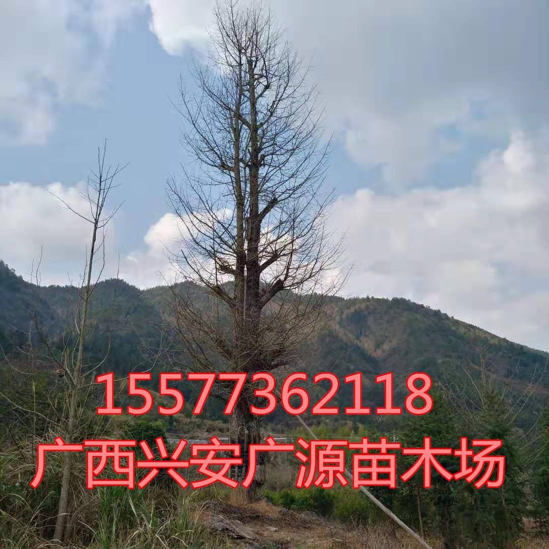 銀杏樹圖片/銀杏樹樣板圖 (3)