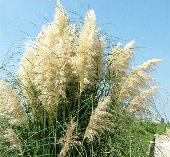 山東青州矮蒲葦-矮蒲葦批發(fā)、促銷價格、產(chǎn)地貨